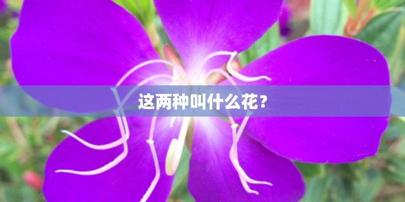 这两种叫什么花？
