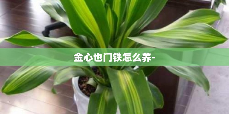 金心也门铁怎么养-