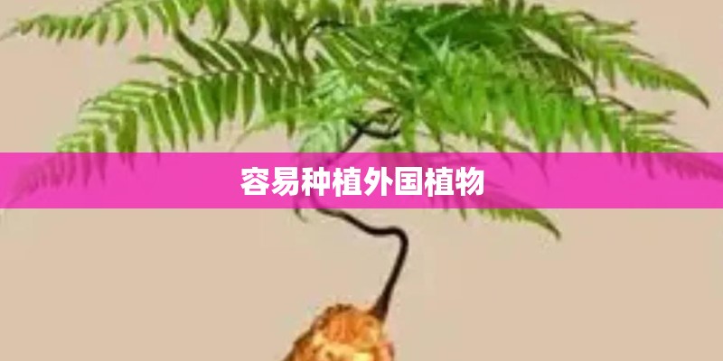 容易种植外国植物