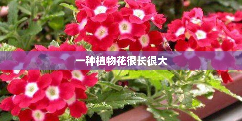 一种植物花很长很大