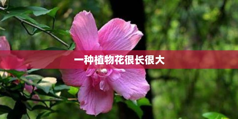 一种植物花很长很大