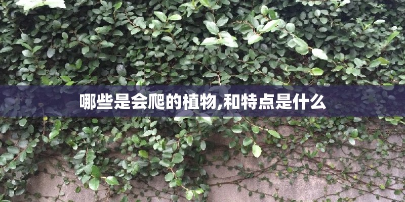 哪些是会爬的植物,和特点是什么