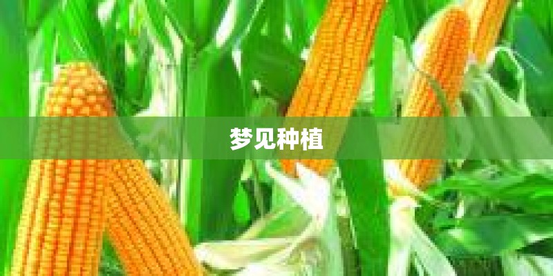 梦见种植