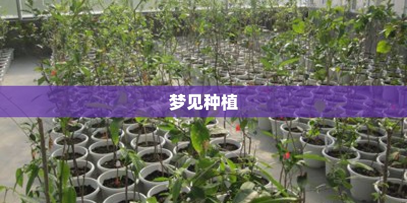 梦见种植