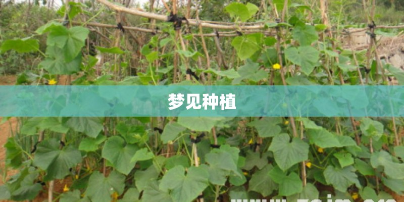 梦见种植
