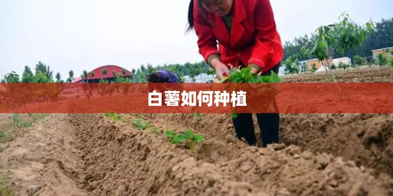 白薯如何种植