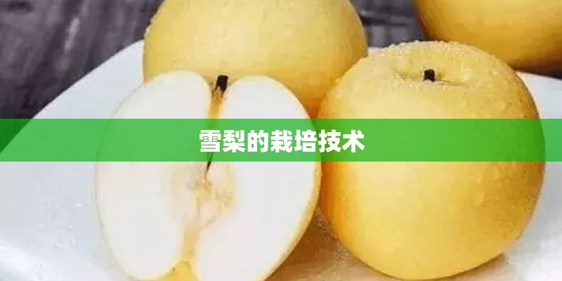 雪梨的栽培技术