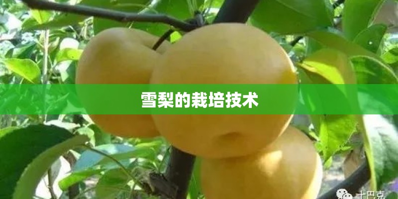 雪梨的栽培技术