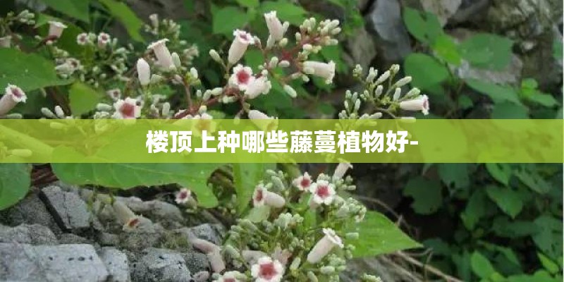楼顶上种哪些藤蔓植物好-