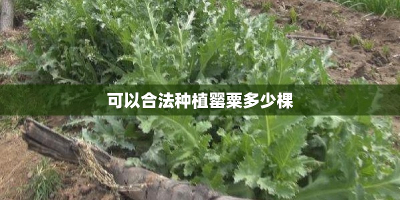 可以合法种植罂粟多少棵