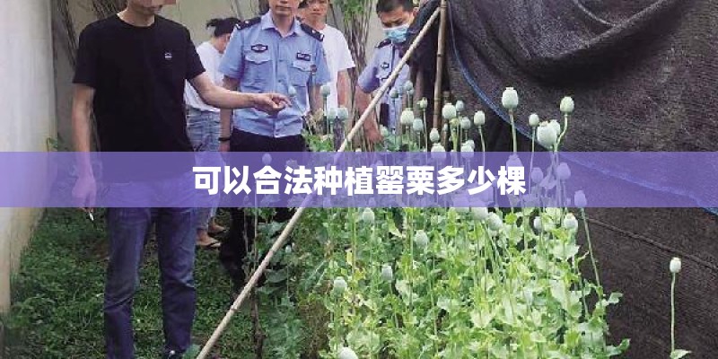 可以合法种植罂粟多少棵