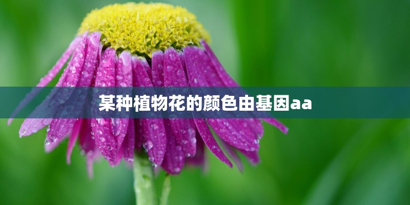 某种植物花的颜色由基因aa