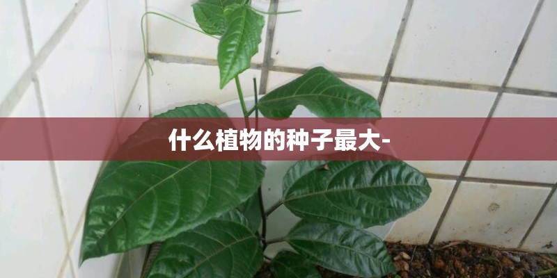 什么植物的种子最大-