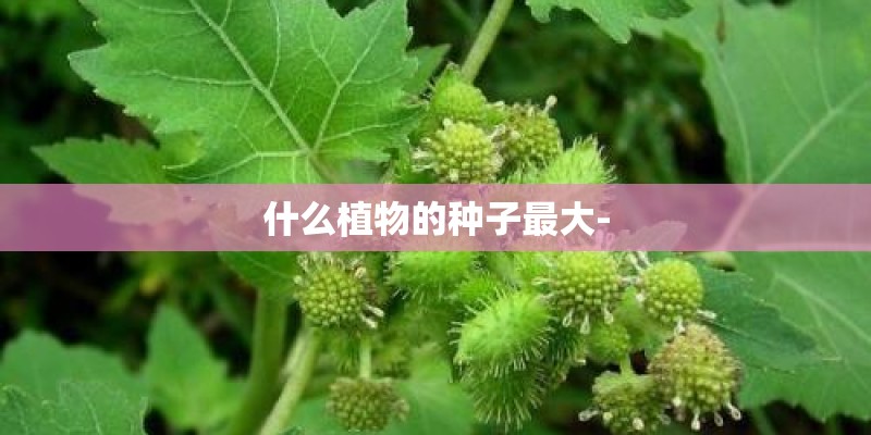 什么植物的种子最大-