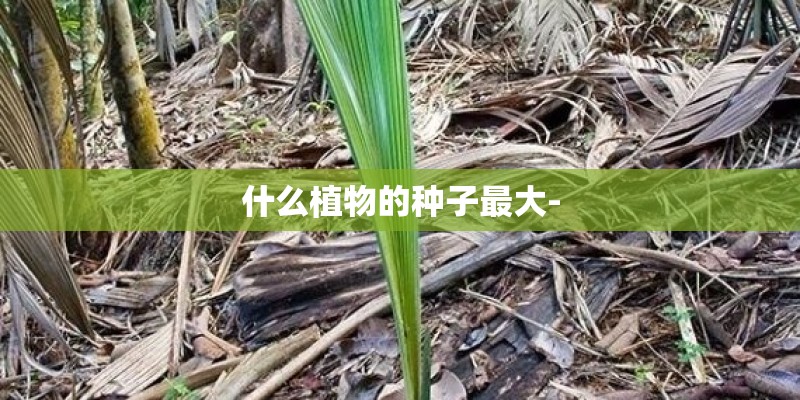 什么植物的种子最大-