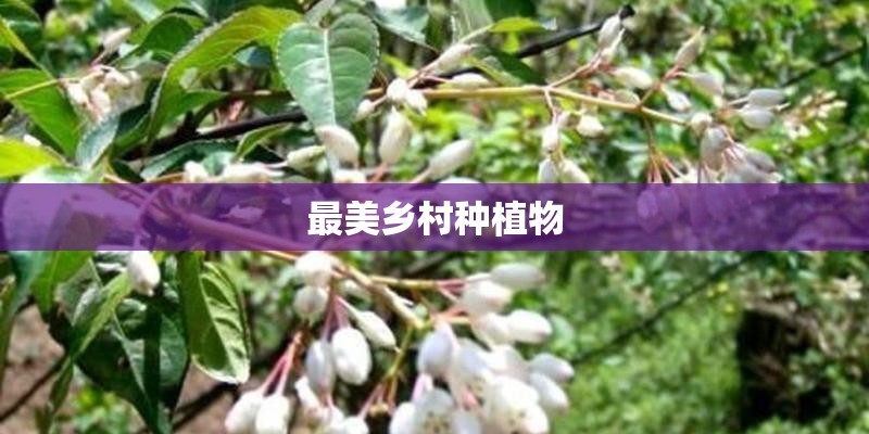 最美乡村种植物