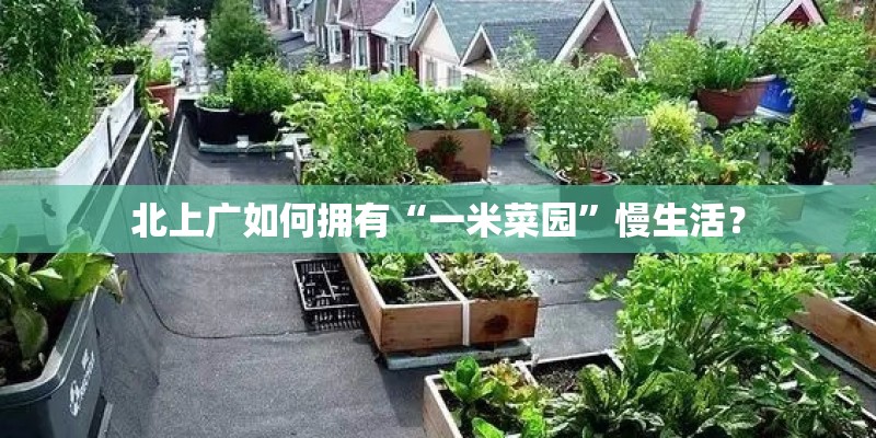 北上广如何拥有“一米菜园”慢生活？