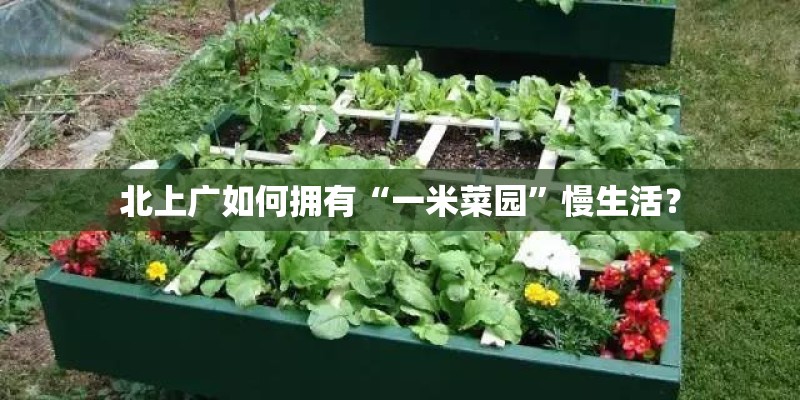 北上广如何拥有“一米菜园”慢生活？