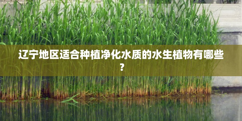 辽宁地区适合种植净化水质的水生植物有哪些？