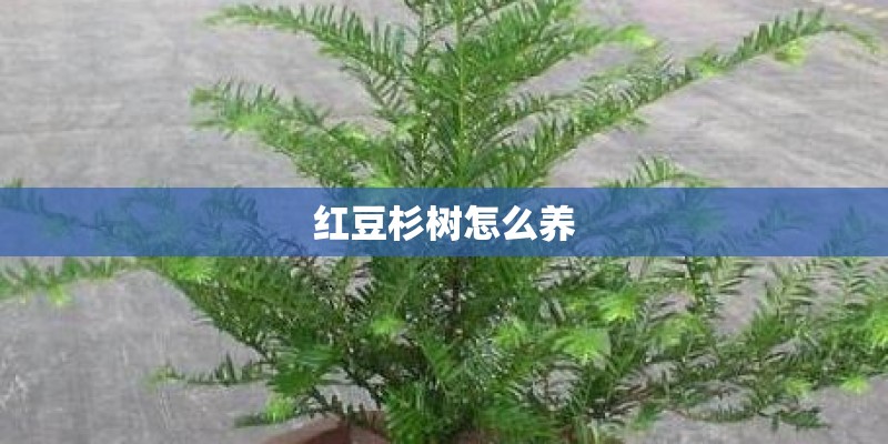 红豆杉树怎么养