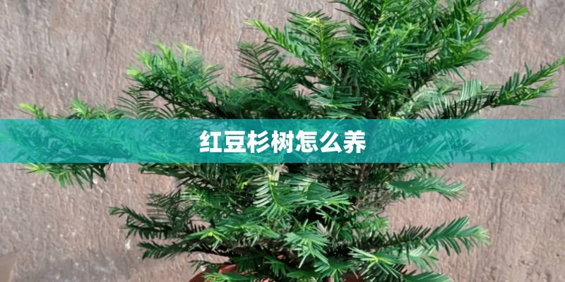 红豆杉树怎么养