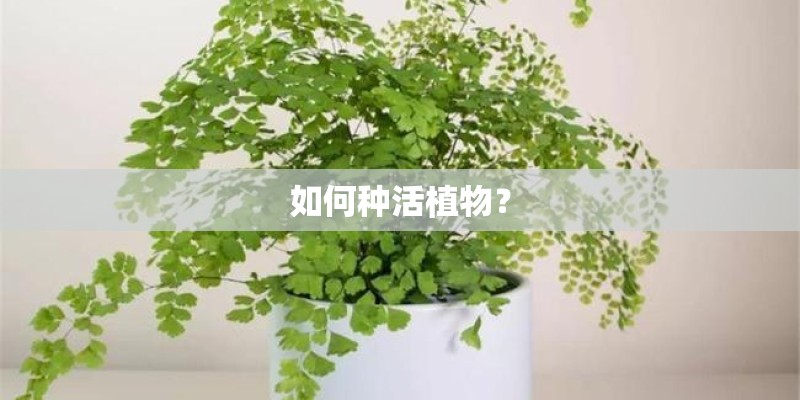 如何种活植物？