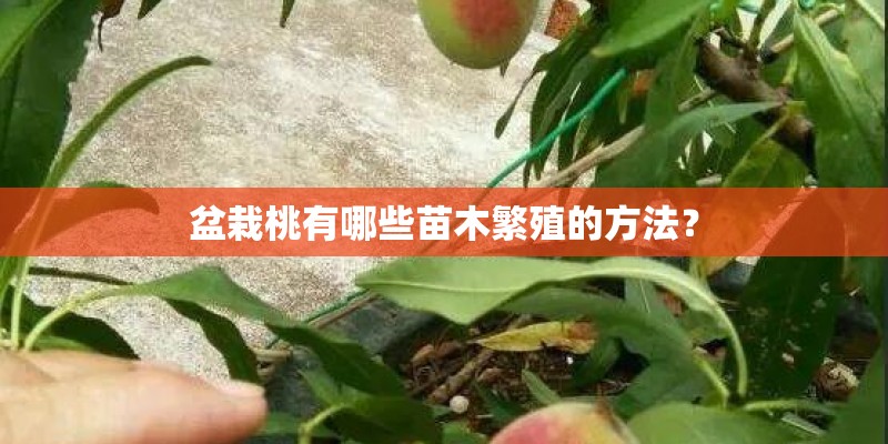 盆栽桃有哪些苗木繁殖的方法？