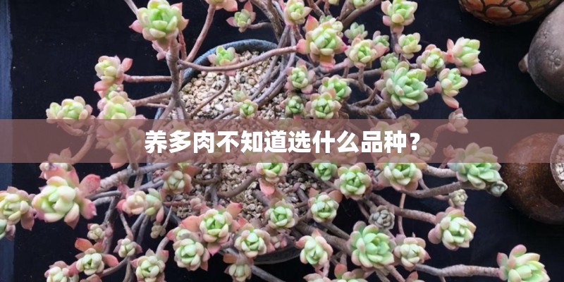 养多肉不知道选什么品种？