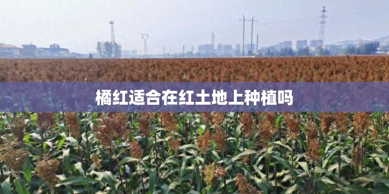 橘红适合在红土地上种植吗