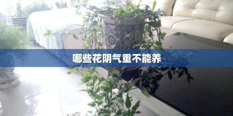 哪些花阴气重不能养
