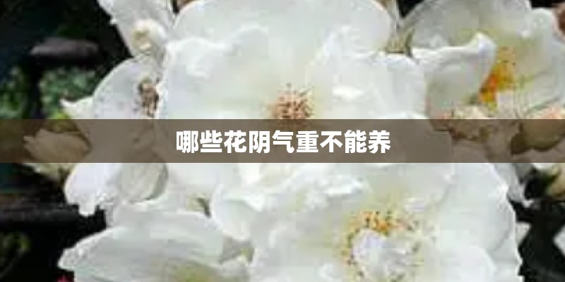 哪些花阴气重不能养