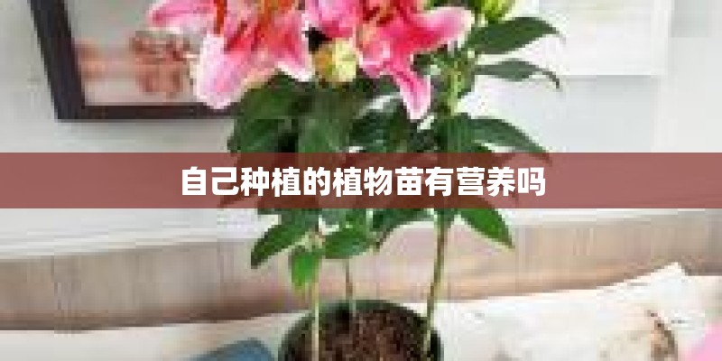 自己种植的植物苗有营养吗