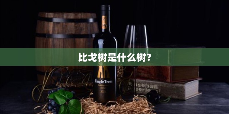 比戈树是什么树？