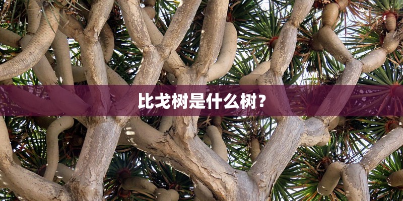 比戈树是什么树？