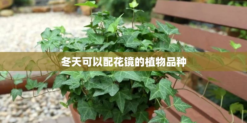 冬天可以配花镜的植物品种