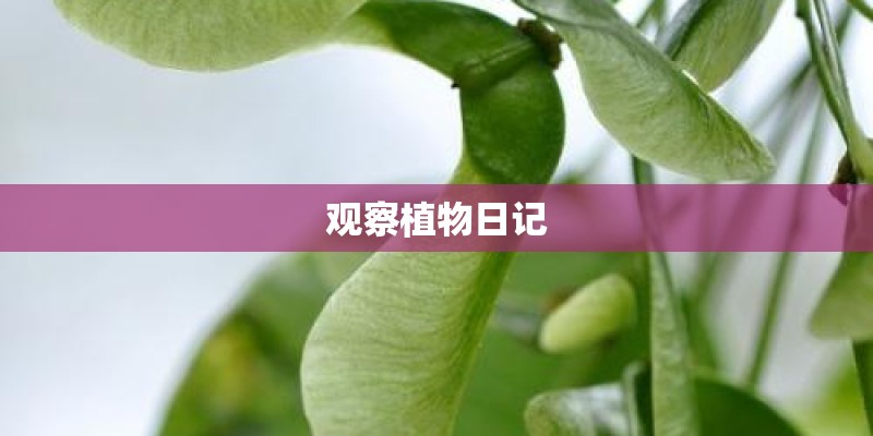 观察植物日记