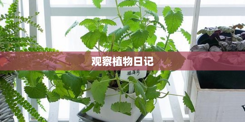 观察植物日记