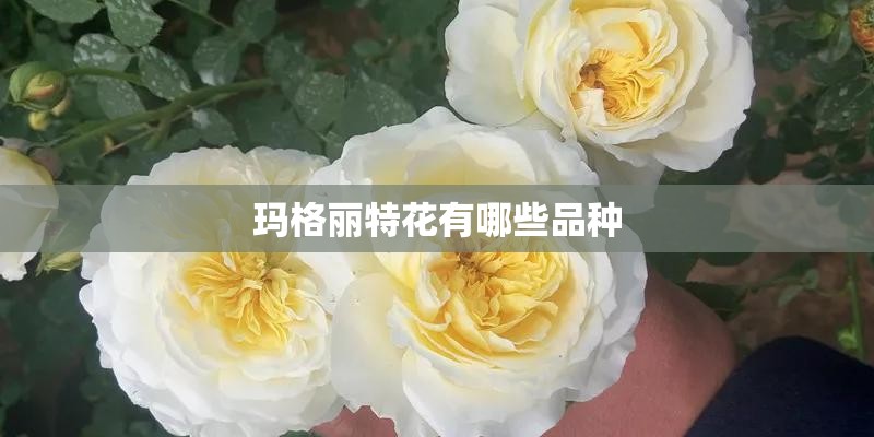 玛格丽特花有哪些品种 玛格丽特花有哪些品种