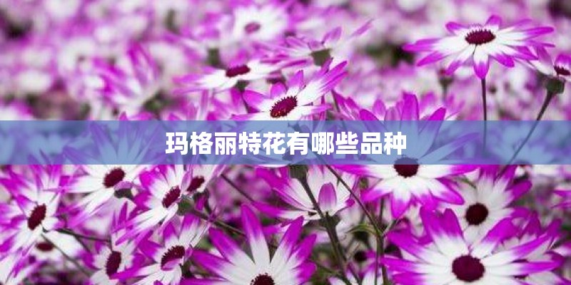 玛格丽特花有哪些品种 玛格丽特花有哪些品种
