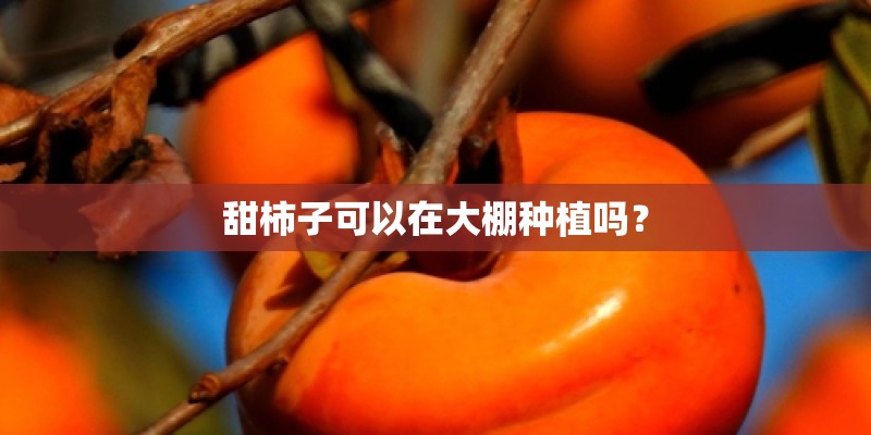 甜柿子可以在大棚种植吗？