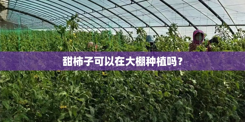 甜柿子可以在大棚种植吗？