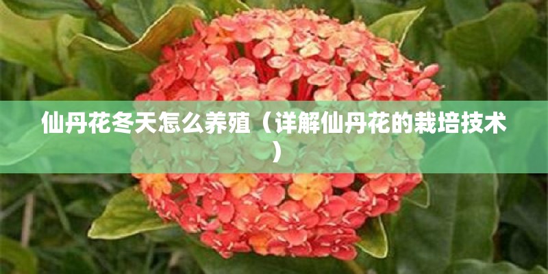 仙丹花冬天怎么养殖（详解仙丹花的栽培技术）