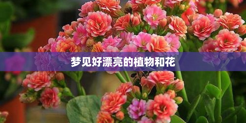 梦见好漂亮的植物和花