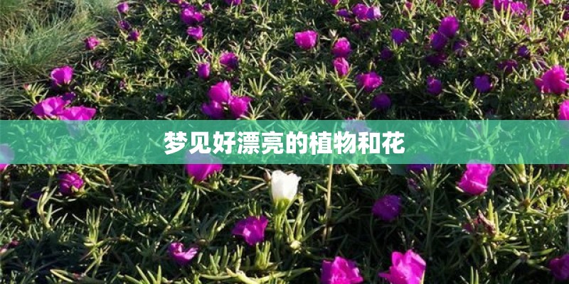 梦见好漂亮的植物和花