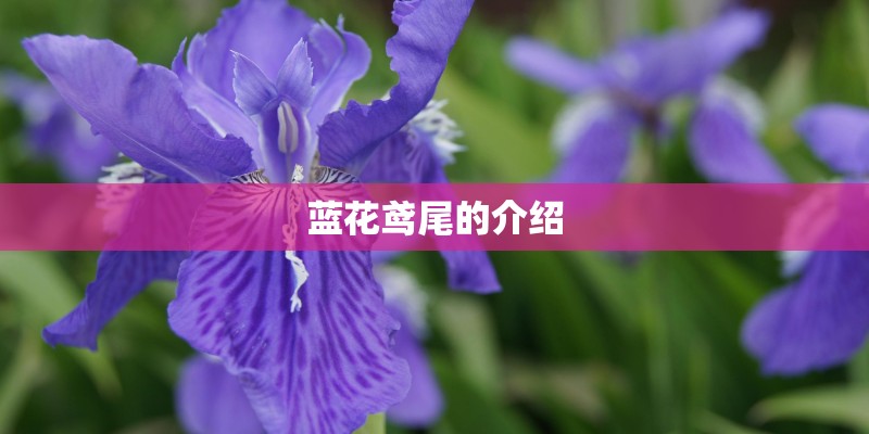 蓝花鸢尾的介绍