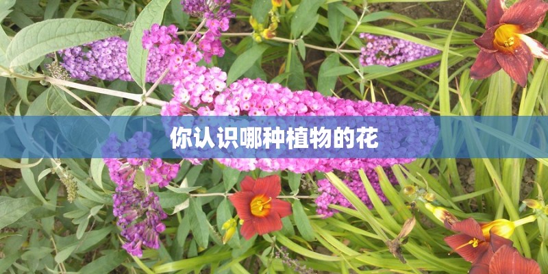 你认识哪种植物的花