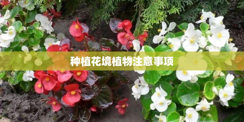 种植花境植物注意事项