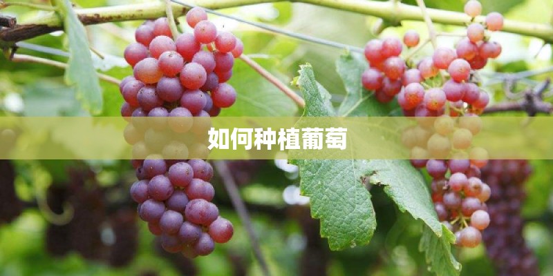 如何种植葡萄