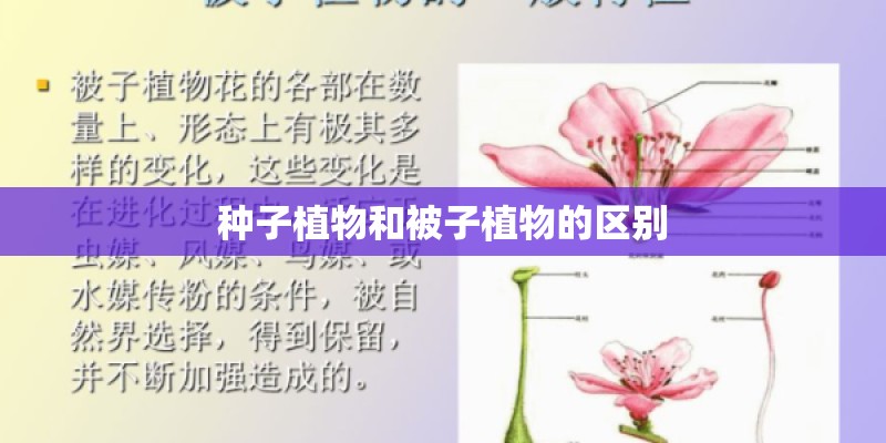 种子植物和被子植物的区别