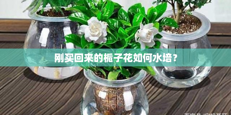 刚买回来的栀子花如何水培？